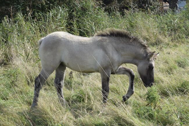 Wunderschöne 3 j. Highlandpony Stuten, Tina, Konie na sprzedaż, Calden