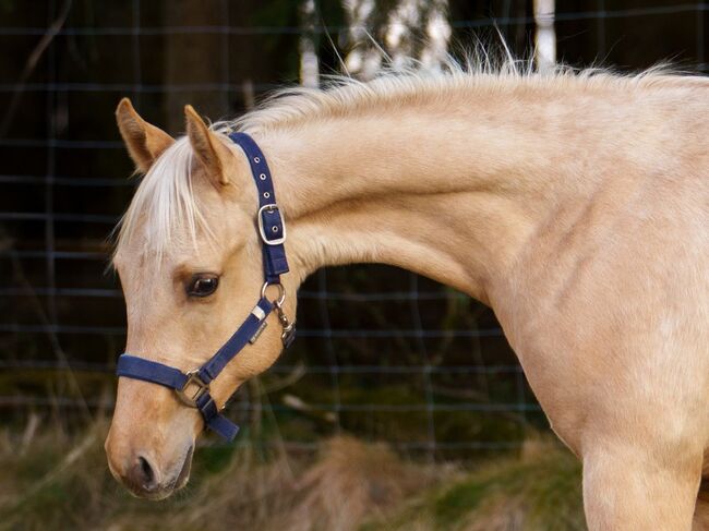 Bildschöner Quarter Horse Nachwuchs von Best Spook, Kerstin Rehbehn (Pferdemarketing Ost), Konie na sprzedaż, Nienburg, Image 6
