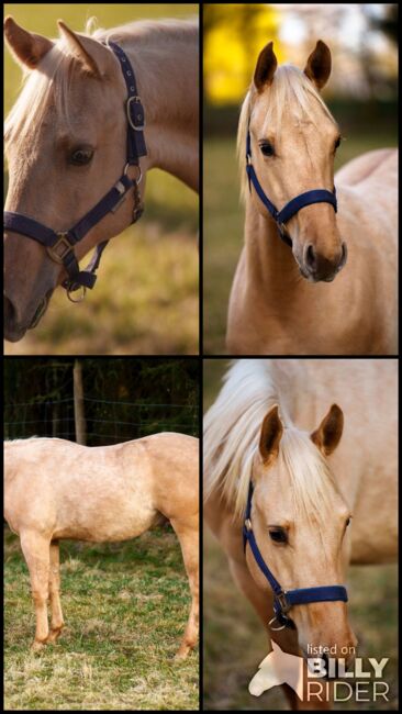 Bildschöner Quarter Horse Nachwuchs von Best Spook, Kerstin Rehbehn (Pferdemarketing Ost), Konie na sprzedaż, Nienburg, Image 7