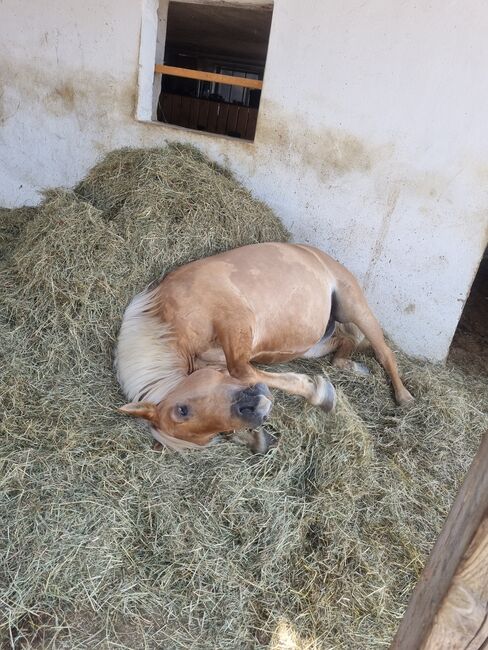 Wunderschöne 16 Jährige Haflinger / Fjord, Laura, Konie na sprzedaż, Straden, Image 7