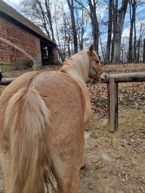 Wunderschöne 16 Jährige Haflinger / Fjord, Laura, Konie na sprzedaż, Straden, Image 9