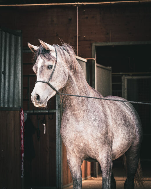 Wunderschöner 2jähriger Vollblutaraber, ASAM Arabian horses, Konie na sprzedaż, Ulm, Image 2