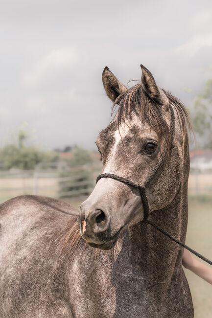 Wunderschöner 2jähriger Vollblutaraber, ASAM Arabian horses, Konie na sprzedaż, Ulm, Image 3