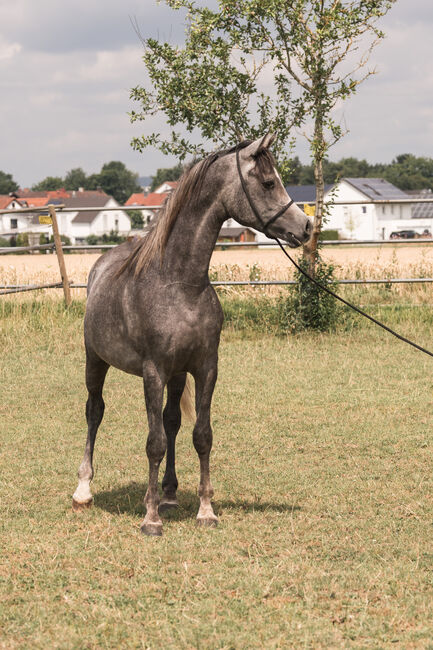 Wunderschöner 2jähriger Vollblutaraber, ASAM Arabian horses, Konie na sprzedaż, Ulm, Image 4