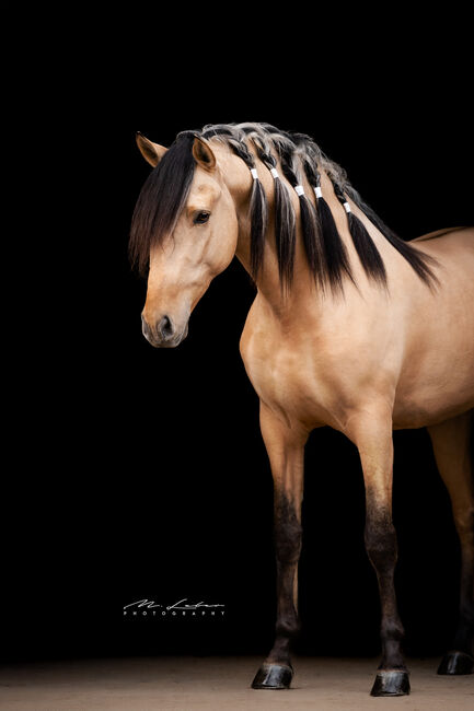 Wunderschöner 4 jähriger Lusitano Hengst, Janine R., Konie na sprzedaż, Lonnig