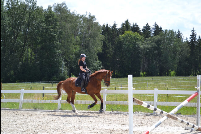 Bildschöner 7 jähriger Dressur Wallach sucht einen Traumplatz!, Barbara Freitag, Konie na sprzedaż, Obergäu, Image 2