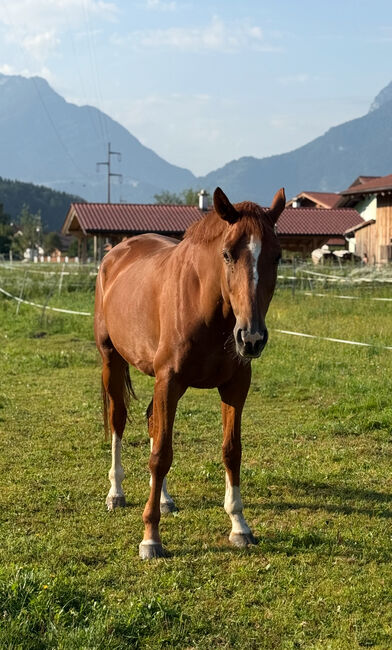 Bildschöner 7 jähriger Dressur Wallach sucht einen Traumplatz!, Barbara Freitag, Konie na sprzedaż, Obergäu, Image 4