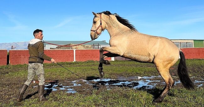 Wunderschöner Andalusier 2 Jahre, Post-Your-Horse.com, Konie na sprzedaż, Rafelguaraf, Image 4