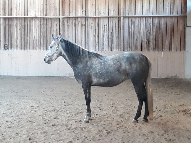 Bildhübsches reitbares Beistellpferd, SP, Konie na sprzedaż, St. Margarethen an der Raab