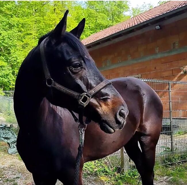 Wunderschöner braver Rappe, Ela, Konie na sprzedaż, Meiningen, Image 3