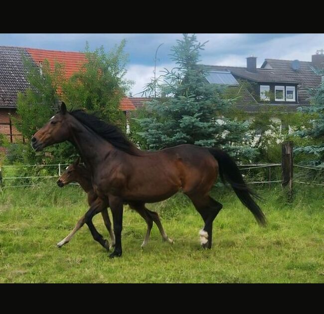 Bildschönes Duo, Anna, Konie na sprzedaż, Homberg Efze , Image 4