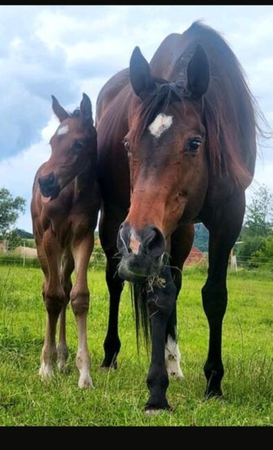 Bildschönes Duo, Anna, Konie na sprzedaż, Homberg Efze 