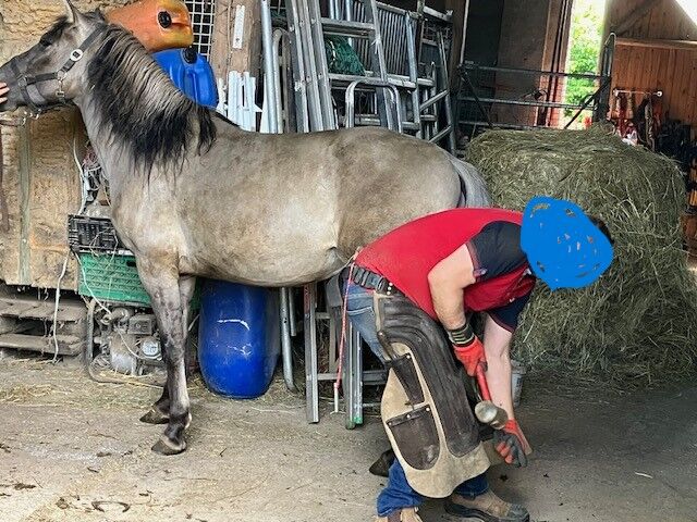 Wunderschöner großer Konik mit Stammbaum, Tina, Konie na sprzedaż, Calden, Image 2