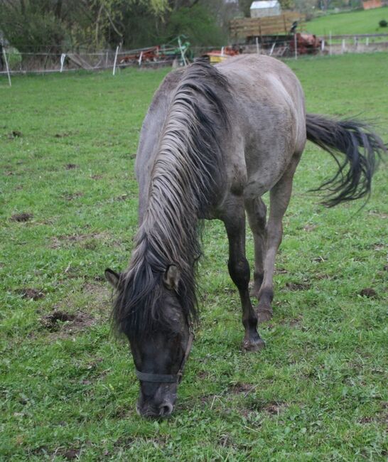 Wunderschöner großer Konik mit Stammbaum, Tina, Konie na sprzedaż, Calden, Image 2