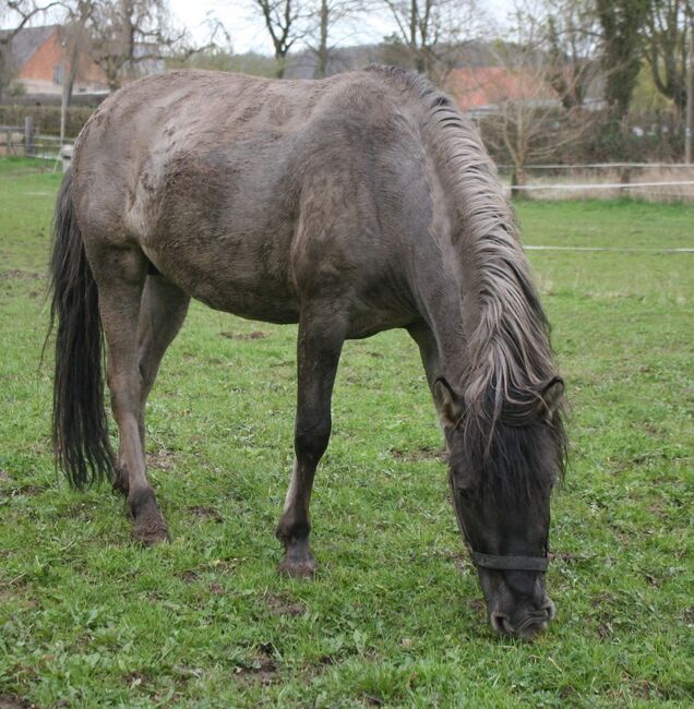 Wunderschöner großer Konik mit Stammbaum, Tina, Konie na sprzedaż, Calden, Image 5