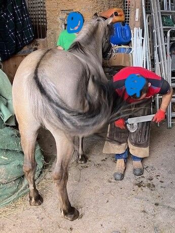 Wunderschöner großer Konik mit Stammbaum, Tina, Konie na sprzedaż, Calden, Image 3