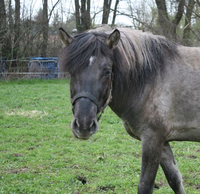 Wunderschöner großer Konik mit Stammbaum, Tina, Konie na sprzedaż, Calden, Image 4