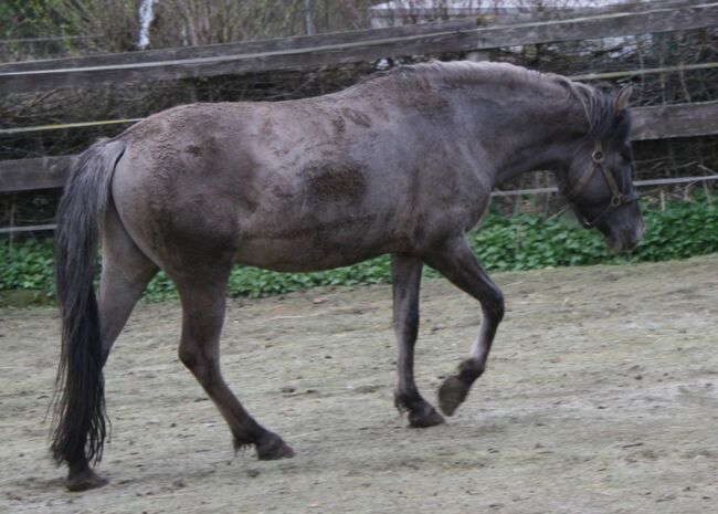 Wunderschöner großer Konik mit Stammbaum, Tina, Konie na sprzedaż, Calden