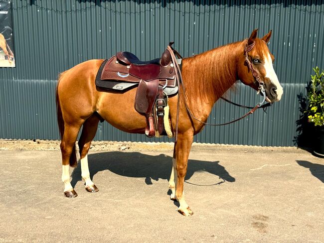 Bildhübscher, leistungsbereiter Quarter Horse Wallach mit Top-Pedigree - Ready to Show!, Kerstin Rehbehn (Pferdemarketing Ost), Konie na sprzedaż, Nienburg, Image 6