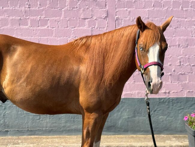 Bildhübscher, leistungsbereiter Quarter Horse Wallach mit Top-Pedigree - Ready to Show!, Kerstin Rehbehn (Pferdemarketing Ost), Konie na sprzedaż, Nienburg, Image 3