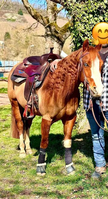 Bildhübscher, leistungsbereiter Quarter Horse Wallach mit Top-Pedigree - Ready to Show!, Kerstin Rehbehn (Pferdemarketing Ost), Konie na sprzedaż, Nienburg, Image 5