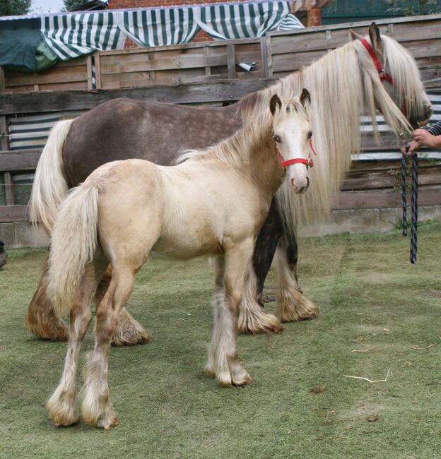 Wunderschöner Irish Cob in Sonderfarbe mit  Silver, Tina, Konie na sprzedaż, Calden, Image 4