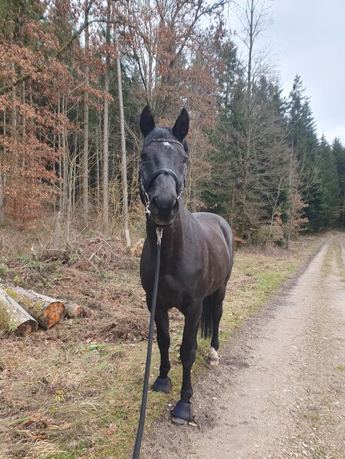 Schönes Freizeitpferd, Sandra , Konie na sprzedaż, Blumberg, Image 5