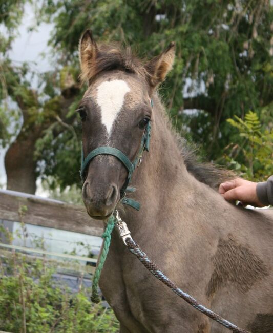 Wunderschöner  Konik x Irish Cob, Tina, Konie na sprzedaż, Calden, Image 2