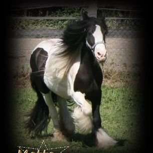 Wunderschöner  Konik x Irish Cob, Tina, Konie na sprzedaż, Calden, Image 4