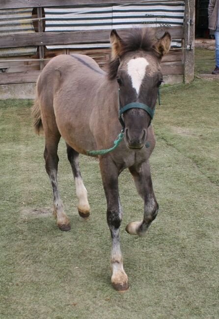 Wunderschöner  Konik x Irish Cob, Tina, Konie na sprzedaż, Calden