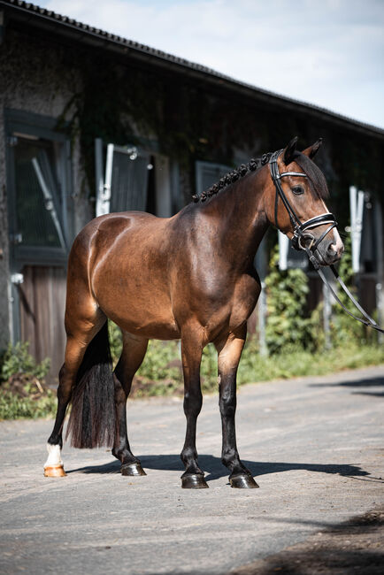 Bildschönes Kinderpony mit Ausnahmecharakter!, Summer Henkel, Konie na sprzedaż, Ingelheim am Rhein , Image 6