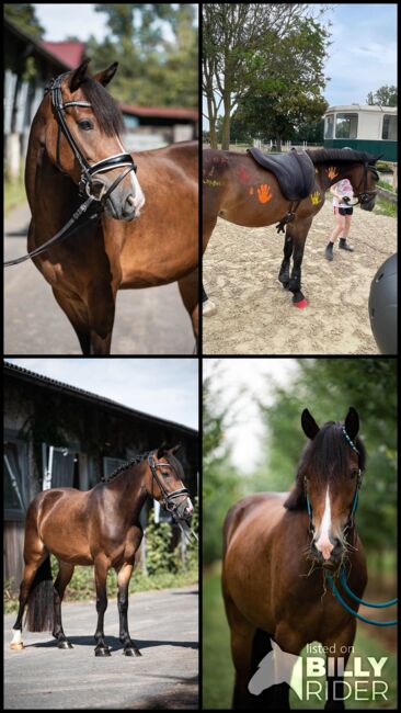 Bildschönes Kinderpony mit Ausnahmecharakter!, Summer Henkel, Konie na sprzedaż, Ingelheim am Rhein , Image 7