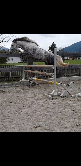 Splendido Fell pony, Marcela , Konie na sprzedaż, Vipiteno , Image 3