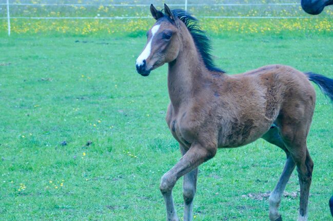 Wunderschönes Warmblut Hengstfohlen, Stefanie Schraut, Konie na sprzedaż, Mönchhof, Image 6