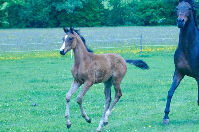 Wunderschönes Warmblut Hengstfohlen, Stefanie Schraut, Konie na sprzedaż, Mönchhof, Image 5