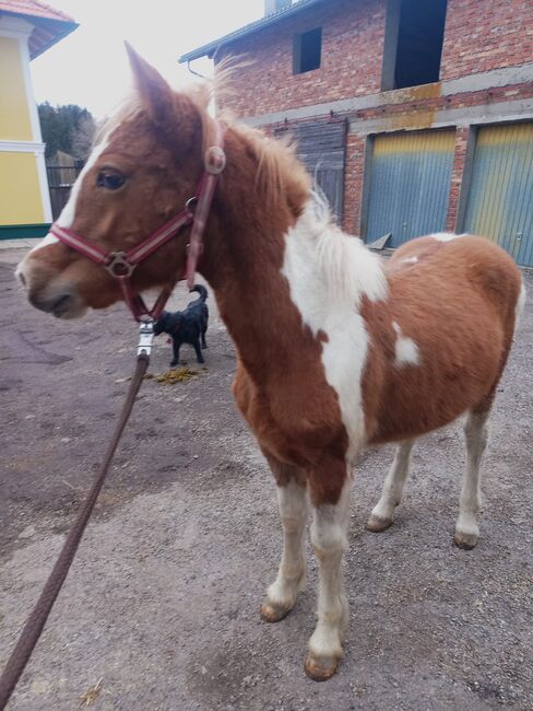 Wunderschönes Tinker Haflinger mix Hengstfohlen, Kaser, Konie na sprzedaż, Höhnhart, Image 5