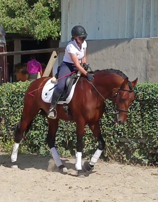 Wunderschöner großrahmiger PRE in brauner Jacke, Sandra (smartDressage S.L.), Konie na sprzedaż, Conil de la Frontera, Cadiz, Image 6