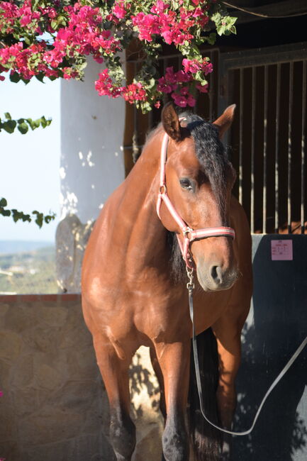 Wunderschöner großrahmiger PRE in brauner Jacke, Sandra (smartDressage S.L.), Konie na sprzedaż, Conil de la Frontera, Cadiz, Image 2