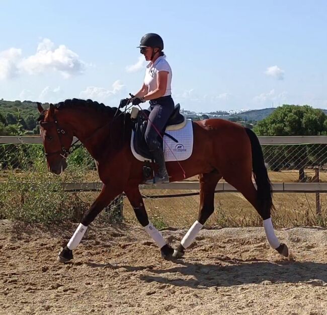 Wunderschöner großrahmiger PRE in brauner Jacke, Sandra (smartDressage S.L.), Konie na sprzedaż, Conil de la Frontera, Cadiz, Image 7