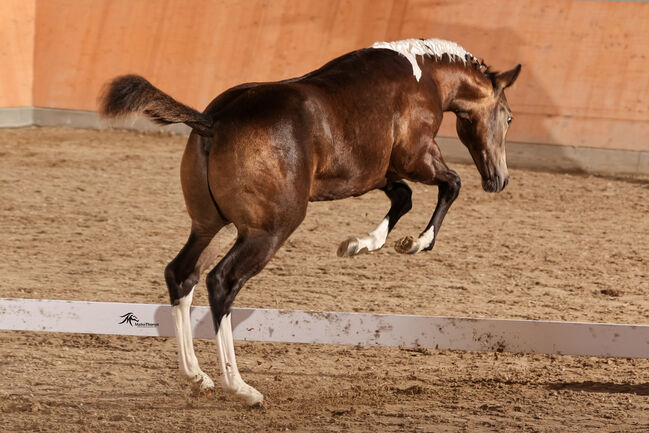 Bildhübscher, buckskin-tobiano Paint Horse Hengstjährling, Kerstin Rehbehn (Pferdemarketing Ost), Konie na sprzedaż, Nienburg, Image 5