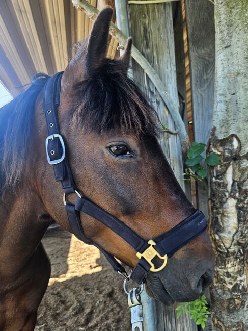 Wunderschöner Wallach, Manuel Graf, Konie na sprzedaż, Oberteuringen