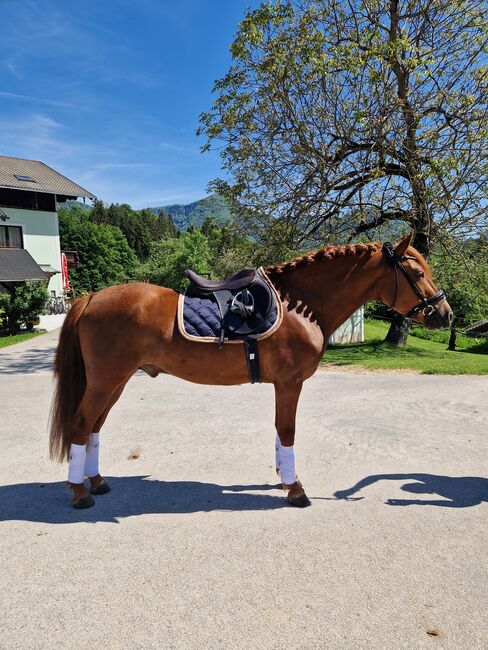 Wunderschöner endmaßpony wallach, Nadja herbst , Konie na sprzedaż, Bad Ischl, Image 4