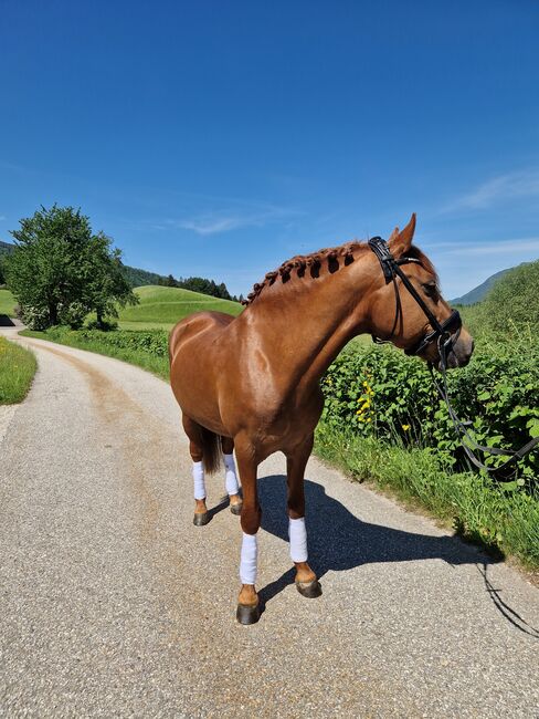 Wunderschöner endmaßpony wallach, Nadja herbst , Konie na sprzedaż, Bad Ischl, Image 5