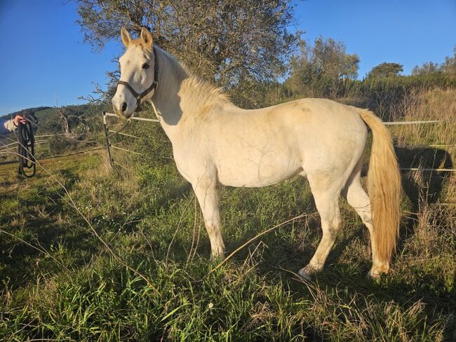 Wunderschöner Lusitano Cruzado Wallach, Shirin Sahin, Konie na sprzedaż, Altenstadt , Image 10