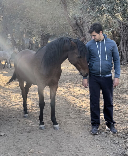 Wunderschöner Vollblut-Pony-Mix Wallach sucht zuhause, Anna, Konie na sprzedaż, Mytilini, Image 2