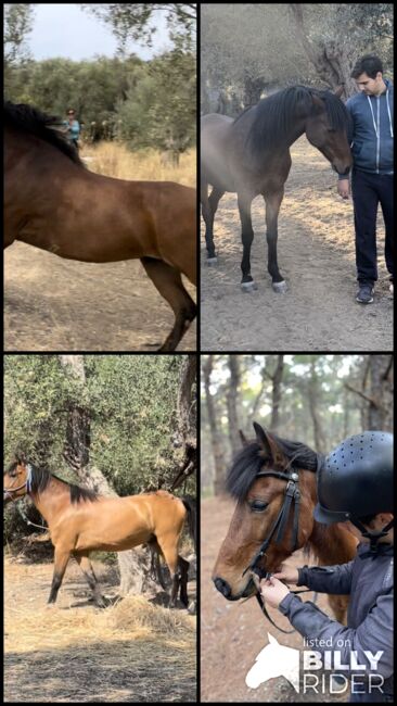 Wunderschöner Vollblut-Pony-Mix Wallach sucht zuhause, Anna, Konie na sprzedaż, Mytilini, Image 6