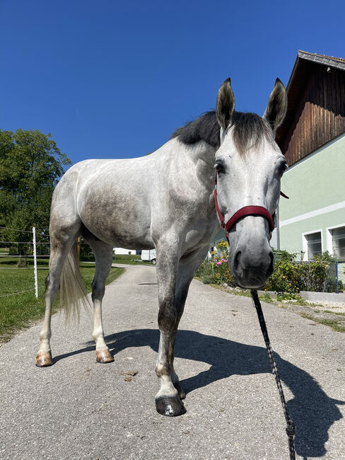 Wunderschöner ÖWB Wallach Cosmopolitan, Sophie Kneidinger, Konie na sprzedaż, Am Landlberg
