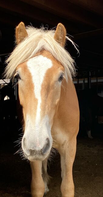 Wunderschöner Haflinger Wallach sucht neues Zuhause, Elena Gosswiler, Konie na sprzedaż, Thusis, Image 4