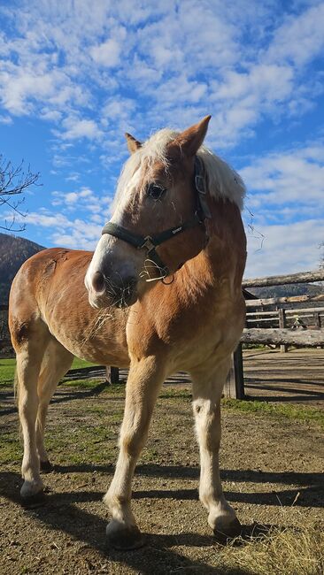Schöner Wallach mit Potenzial fürs Dressurviereck, Theresa, Konie na sprzedaż, Mixnitz