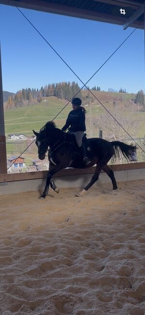 Schöner Wallach mit Potential zu verkaufen, Valentina, Konie na sprzedaż, Sankt Martin am Tennengebirge, Image 3